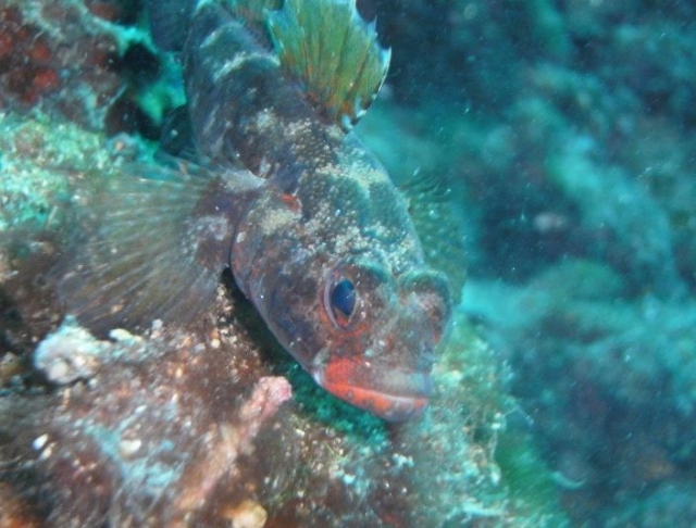 Buceo en la gravera del Fuerle 